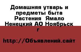 Домашняя утварь и предметы быта Растения. Ямало-Ненецкий АО,Ноябрьск г.